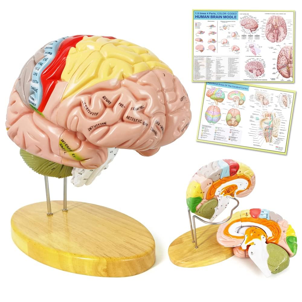 Amazon.com: EVOTECH SCIENTIFIC Human Brain Model for Neuroscience